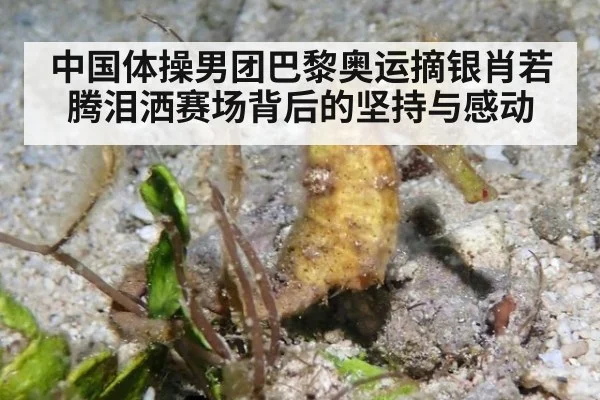 中国体操男团巴黎奥运摘银肖若腾泪洒赛场背后的坚持与感动